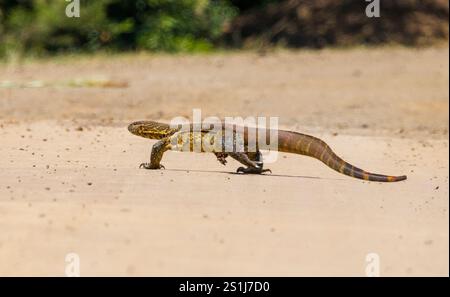 Il varano del Nilo (Varanus niloticus) è un grande membro della famiglia dei varani (Varanidae) che si trova in gran parte dell'Africa sub-sahariana e lungo il Nil Foto Stock