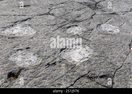 Impronte reali di dinosauro da vicino impresse nella roccia, Ourém Portogallo Foto Stock