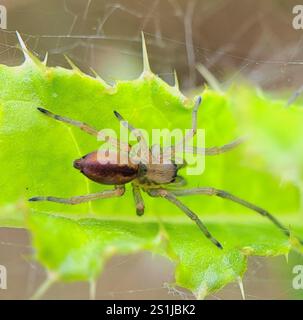 Ragno da caccia a due artigli (Cheiracanthium erraticum) Foto Stock