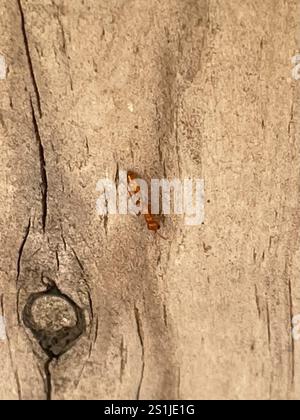 Apache Twig ANT (apache Pseudomyrmex) Foto Stock