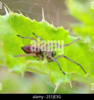 Ragno da caccia a due artigli (Cheiracanthium erraticum) Foto Stock