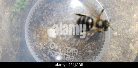 Ape da scarificatore a quattro strisce (Amegilla quadrifasciata) Foto Stock