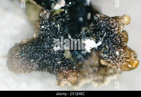 Lichen mimetico lucido (Melanelixia glabratula) Foto Stock