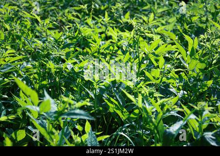Un mucchio di erba verde con alcune macchie marroni. L'erba è in un campo Foto Stock