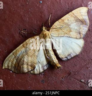 Goto di loper della grande vite (Eulithis gracilineata) Foto Stock