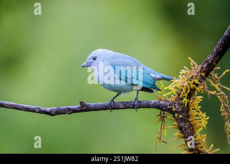 Tanager grigio blu (Thraupis episcopus) arroccato su un ramo, Costa Rica. Foto Stock