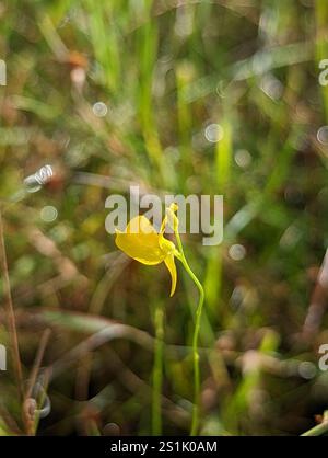 Erba cipollina (Utricularia cornuta) Foto Stock