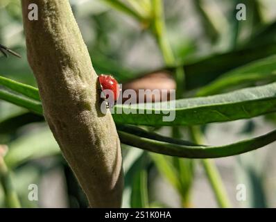 Pulitissima Lady Beetle (Cycloneda sanguinea) Foto Stock