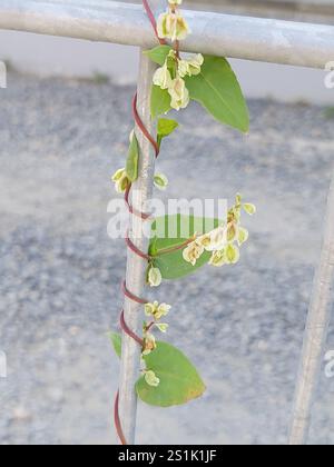 Bindweed di rame (Fallopia dumetorum) Foto Stock