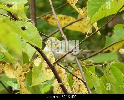 Occhio bianco con castagno (Zosterops erythropleurus) Foto Stock