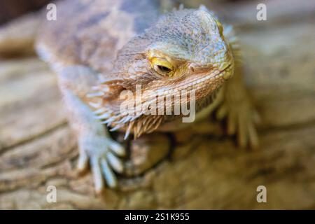 Una lucertola è seduta su un tronco. La lucertola è marrone e ha una striscia gialla sul viso Foto Stock