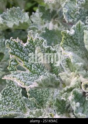 Horehound Plume Moth (Wheeleria spilodactylus) Foto Stock