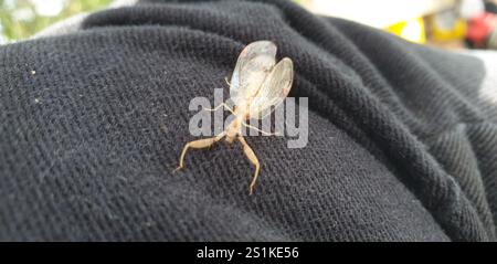 Mantis Lacewing (Ditaxis biseriata) Foto Stock