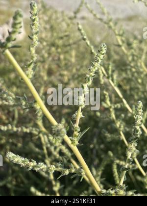 Fivehorn smotherweed (Bassia hyssopifolia) Foto Stock