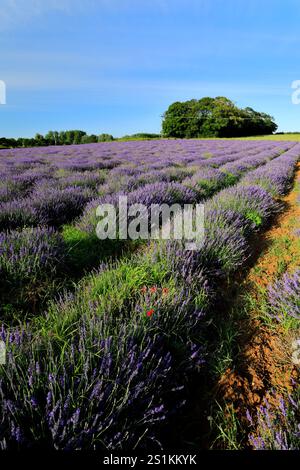 Vista estiva dei campi di lavanda al villaggio di Heacham, North Norfolk, Inghilterra, Regno Unito Foto Stock