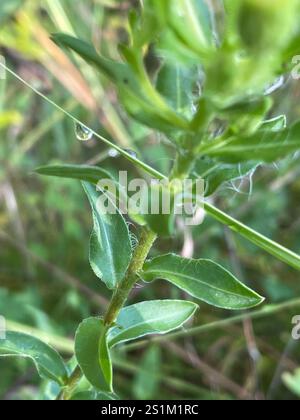 Maryland Golden-aster (Chrysopsis mariana) Foto Stock