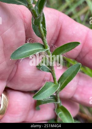 Maryland Golden-aster (Chrysopsis mariana) Foto Stock