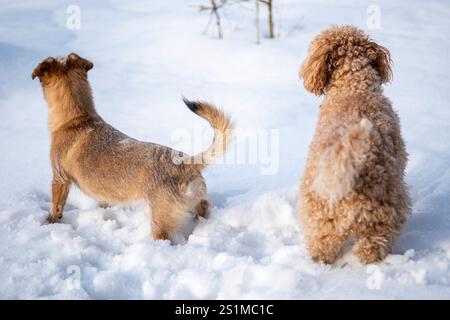 Due cani giocosi, un barboncino riccio e un piccolo terrier, che si godono un'avventura ghiacciata in un campo innevato, catturando la gioia e la compagnia del gioco invernale Foto Stock