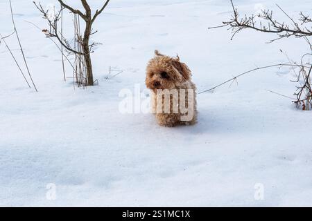 Adorabile cane dai capelli ricci che si aggira sulla neve, esplora un tranquillo paesaggio invernale e lascia tracce giocose alle spalle, incarnando gioia e curiosità Foto Stock