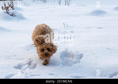 Adorabile cane dai capelli ricci che si aggira sulla neve, esplora un tranquillo paesaggio invernale e lascia tracce giocose alle spalle, incarnando gioia e curiosità Foto Stock