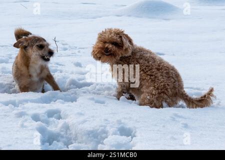 Due cani giocosi, un barboncino riccio e un piccolo terrier, che si godono un'avventura ghiacciata in un campo innevato, catturando la gioia e la compagnia del gioco invernale Foto Stock