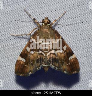 Barbabietola maculata Webworm Moth (Hymenia perspectalis) Foto Stock