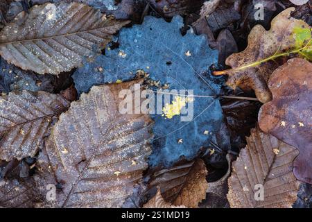 Primo piano artistico di foglie di sicomoro in decadenza (Acer pseudoplatanus) con fossa gialla vibrante (Myxomycetes) su un pavimento di foresta, che mostra la bellezza Foto Stock