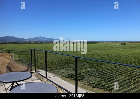 Campo del vino a Blenheim, Nuova Zelanda Foto Stock
