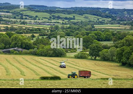 Mietitrebbia e trattore con rimorchio per la raccolta di fieno dai campi agricoli in estate vicino a Dilhorne, Staffordshire, Inghilterra, Regno Unito Foto Stock