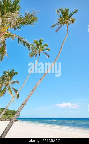 Spiaggia di Alona con palme da cocco sull'isola di Bohol Panglao, Filippine. Foto Stock