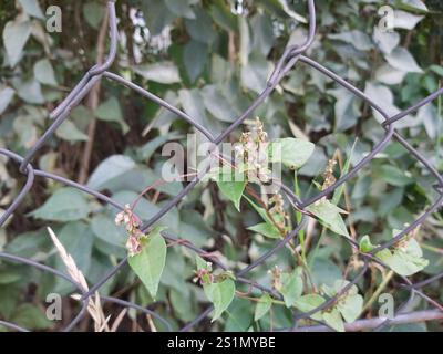 Bindweed di rame (Fallopia dumetorum) Foto Stock
