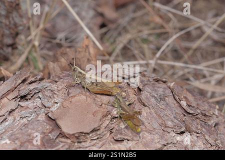 Grasshopper locomotiva (Chorthippus apricarius) Foto Stock