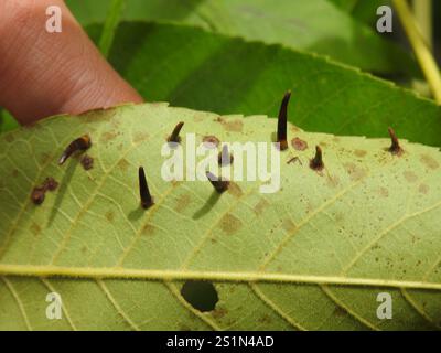 Hickory Awl-Shapes Gall Midge (Caryomyia subulata) Foto Stock