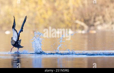 Oca egiziana che vola da un lago e lascia dietro una scia d'acqua con sfondo marrone soleggiato Foto Stock