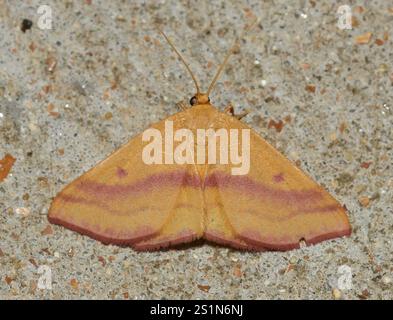 Chickweed Geometer Moth (Haematopis grataria) Foto Stock