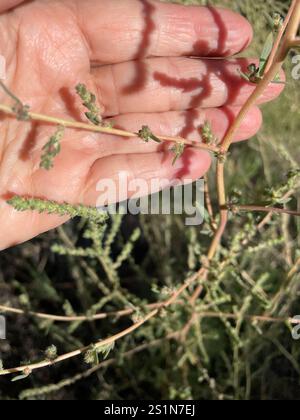 Fivehorn smotherweed (Bassia hyssopifolia) Foto Stock