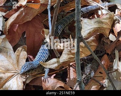 San Francisco Alligator Lizard (Elgaria coerulea coerulea) Foto Stock