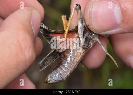 Grasshopper con ali di corallo (Pardalophora apiculata) Foto Stock