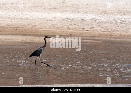 Una gru all'estuario di El Candelero Beach. Isola di Espíritu Santo, bassa California, Messico. Foto Stock