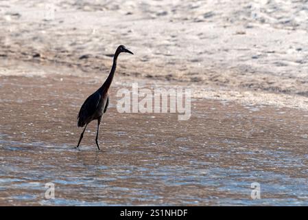 Una gru all'estuario di El Candelero Beach. Isola di Espíritu Santo, bassa California, Messico. Foto Stock