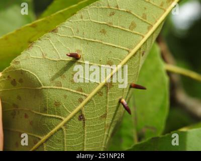 Hickory Awl-Shapes Gall Midge (Caryomyia subulata) Foto Stock