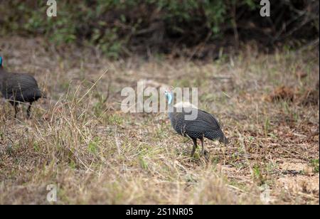 Uccello selvatico in un parco nazionale africano Foto Stock