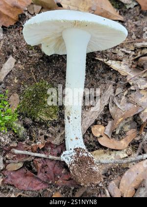 Angelo distruttivo nordamericano orientale (Amanita bisporigera) Foto Stock