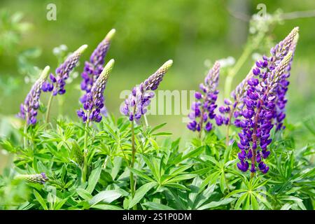 lupini viola nel verde primaverile Foto Stock