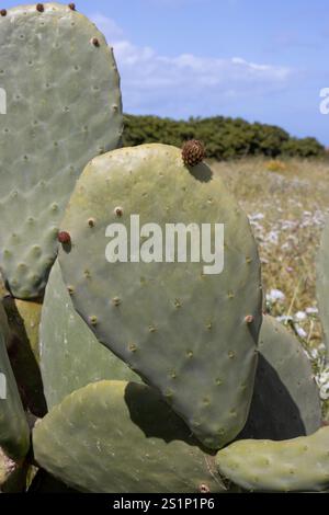 Grandi foglie di cactus di opuntia con nuovi germogli in primavera. Prato e alberi sullo sfondo sfocato. Cielo blu con nuvole bianche in primavera. Forte Foto Stock