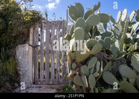 Grandi foglie di cactus di opuntia con nuovi germogli in primavera. Fa parte di una recinzione. Semplice porta in legno vecchia con lucchetto. Cielo blu con nuvole bianche nel Foto Stock