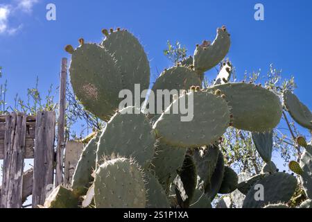 Grandi foglie di cactus di opuntia con nuovi germogli in primavera. Parte di una recinzione cielo blu con nuvole bianche in primavera. Forte di Capopasero, Sicilia, IT Foto Stock
