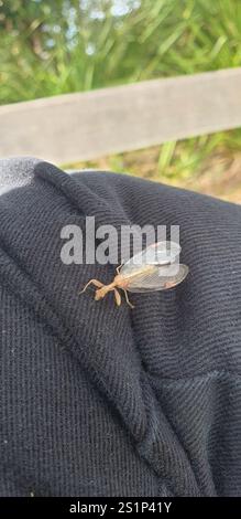 Mantis Lacewing (Ditaxis biseriata) Foto Stock