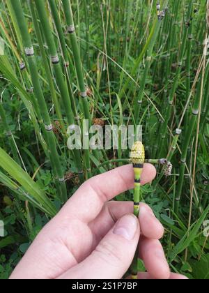 Scouringrush occidentale (Equisetum iemale affine) Foto Stock