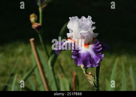 Iris barbuti viola e bianco in piena fioritura in una giornata primaverile. Foto Stock